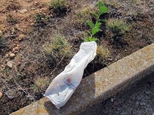 Plantaci�n de �rboles en Almarail