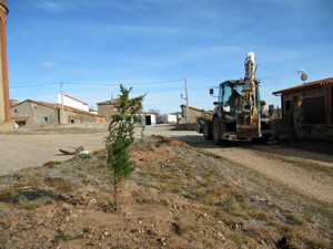 Plantaci�n de �rboles en Almarail