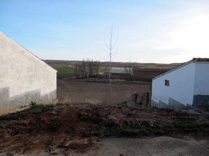 Plantaci�n de �rboles en Almarail