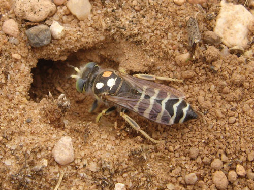 Estudios entomol�gicos en una parcela de Almarail