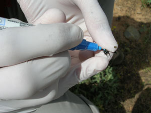 Estudios entomol�gicos en una parcela de Almarail