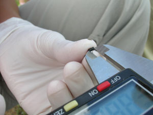 Estudios entomol�gicos en una parcela de Almarail