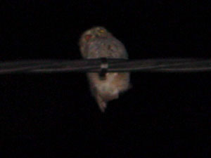 Ave nocturna en Almarail