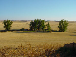Campos de cereal en Almarail