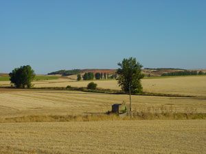 Campos de cereal en Almarail