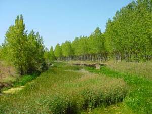 Choperas en la Ribera del Duero, cerca de Almarail