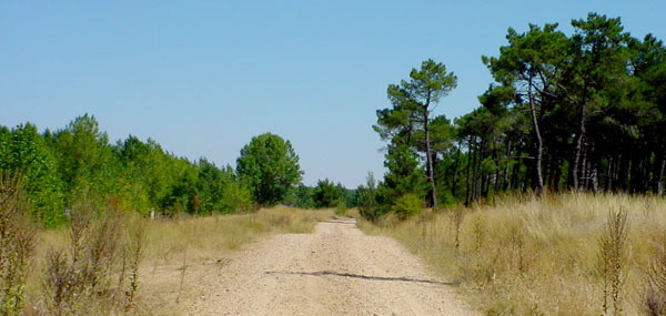 Ca�ada Real Soriana Oriental, camino de Riotuerto