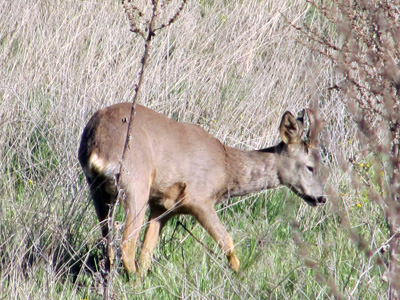 Corzo en las laderas de La Torrejalba, cerca de Almarail