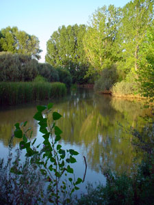 Entre la presa y el puente