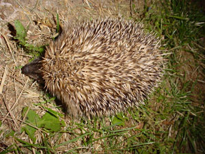 Erizo en Almarail