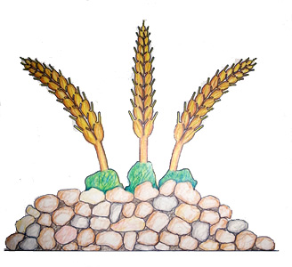 Las espigas de Almarail