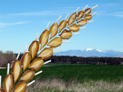 Las espigas de Almarail