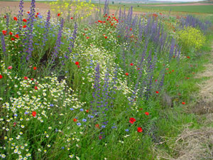 Flores junto a la carretera en Almarail