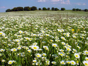 Margaritas en la Torrejalba, en Almarail