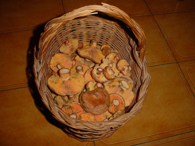 N�scalos (Lactarius deliciosus) recolectados en Almarail.