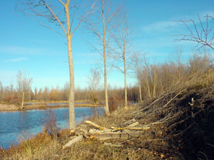 Corta de algunos renuevos de chopo en el margen del r�o