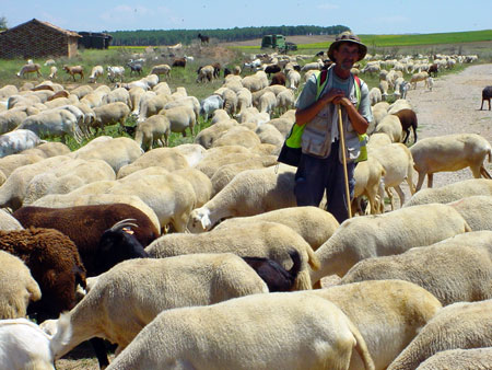 Nuestro amigo Mircea con sus ovejas