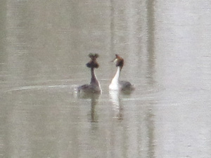 Pareja de somormujos en la presa de Almarail