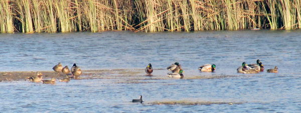 �nades reales en las cercan�as del r�o Duero, en Almarail
