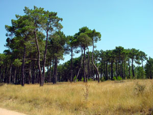 Pinares de Riotuerto, cerca de Almarail