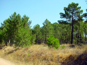 Pinares de Riotuerto, cerca de Almarail