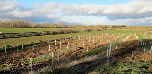 Plantaci�n de �rboles en Almarail