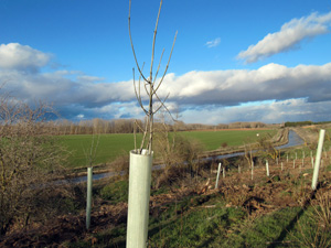 Plantaci�n de �rboles en Almarail