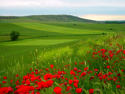 Vista de la Torrejalba en primavera
