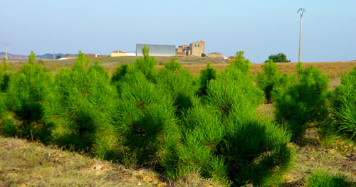 Repoblaci�n de pino en Almarail
