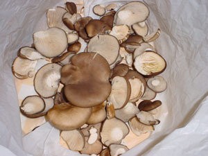 "Setas de alpaca" (Pleurotus ostreatus) recolectadas en Almarail