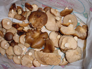 Setas de cardo (Pleurotus eryngii) recolectadas en Almarail