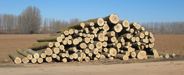 Tala de �rboles en Almarail