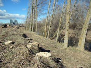 Tala de �rboles en Almarail