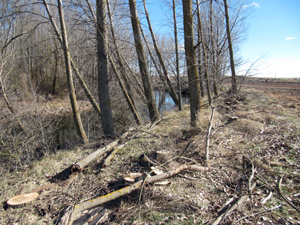 Tala de �rboles en Almarail