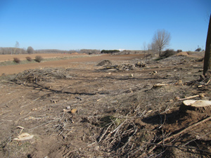 Tala de �rboles en Almarail