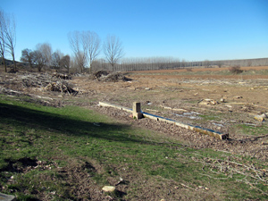 Tala de �rboles en Almarail