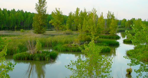 Lugar donde se ubicar� el observatorio de aves de Almarail