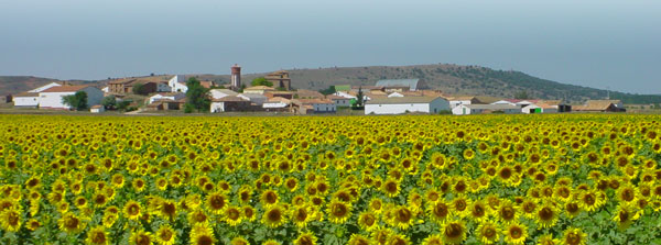 Almarail entre girasoles